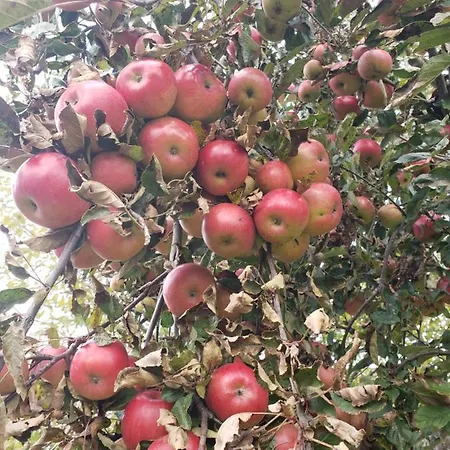 Medova Nasoloda אכסניה Guta