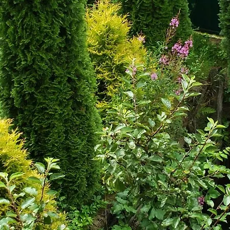 Medova Nasoloda * Guta