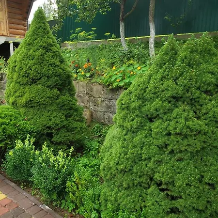 Medova Nasoloda * Guta